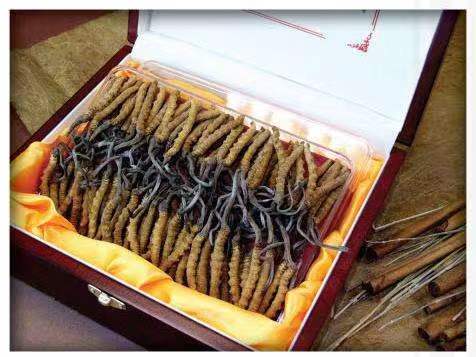 六枝特冬虫夏草回收